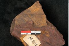 Foto (Detailansicht) von Aralia elsmoreana Ettingshausen (NHMW-GEO-2024-0188-10381)